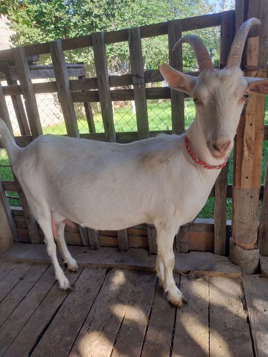 Ешкілер бар   сатылады Зааненская