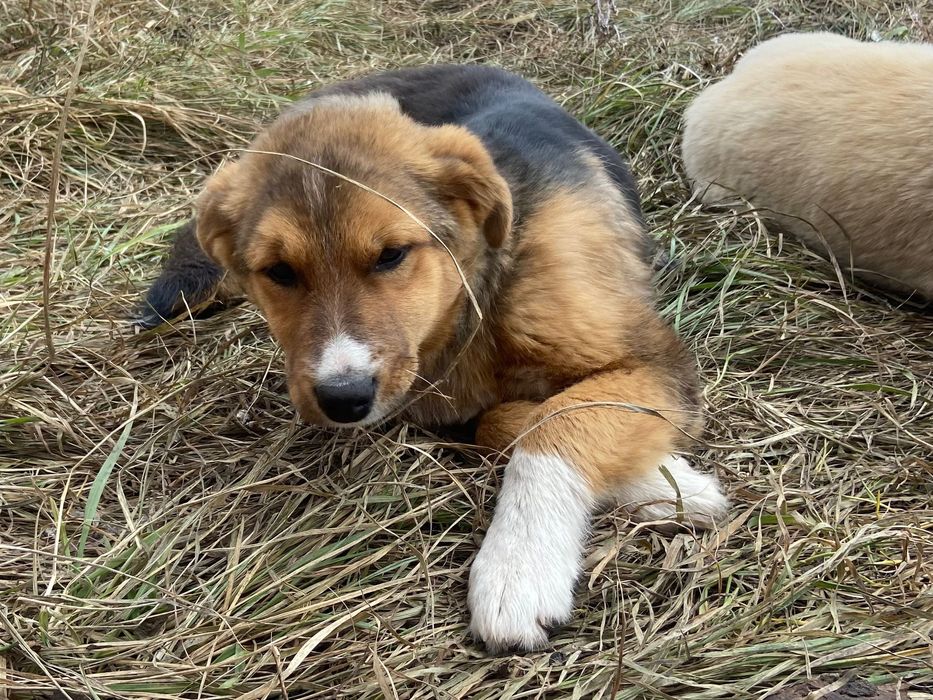 Две сестрёнки. Стерилизацию гарантирую