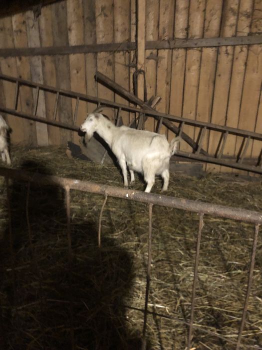 Vând 10 oi petrosani breze