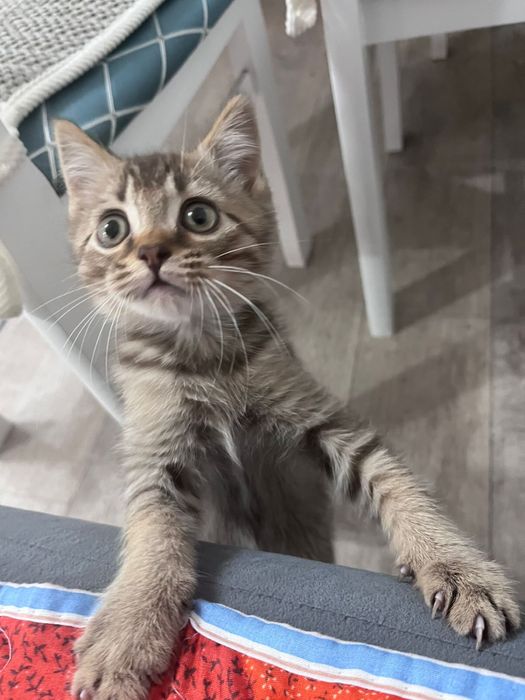 Котенок мальчик Симба