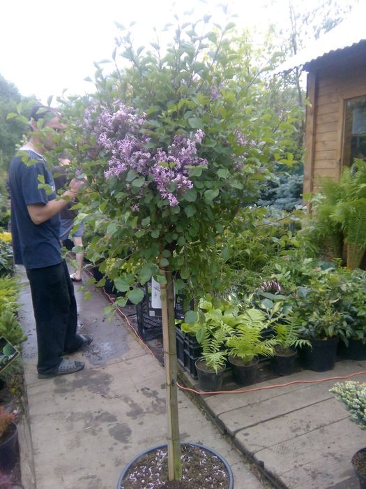 Сирень разных сортов и размеров