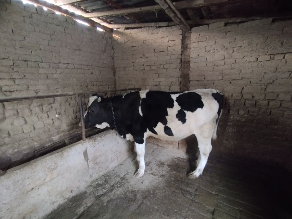 Mol sotiladi ! Mol sotiladi !