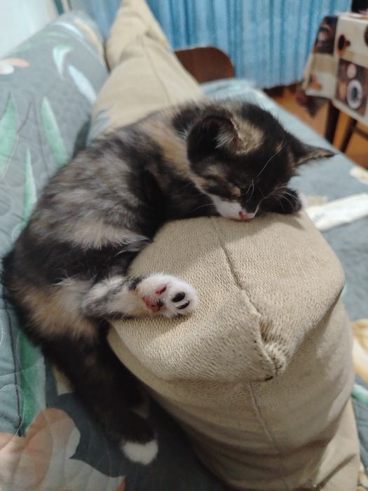 Отдам бесплатно котёнка в добрые руки