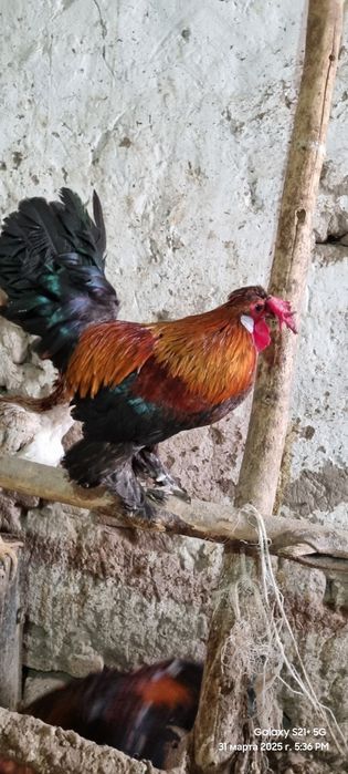 Xitayiski xoʻrozla sotladi