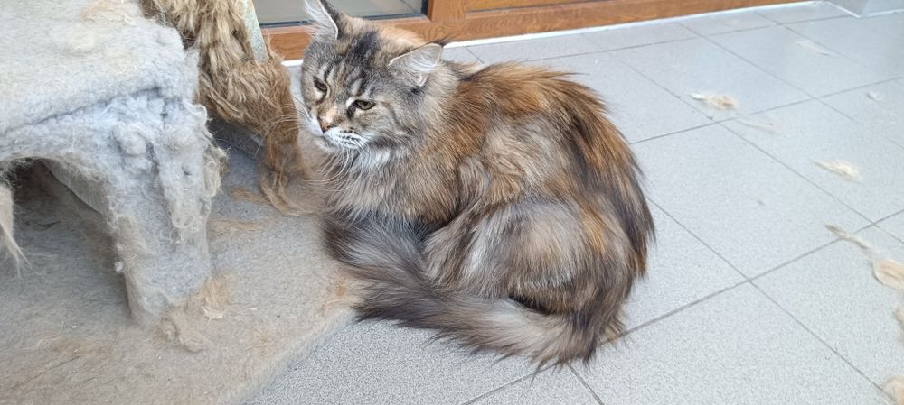 Кошка мейкун 1,5 года