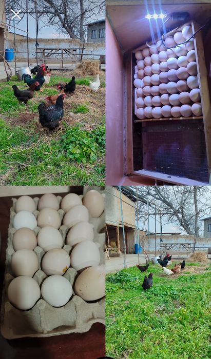 Uy tovuqlari tuxumlari