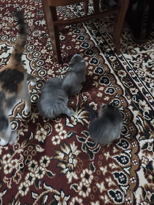 Продается котята