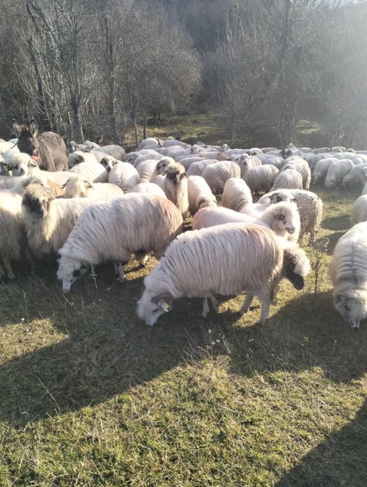 Vând Oii țurcane Preț : 750 Lei bucata