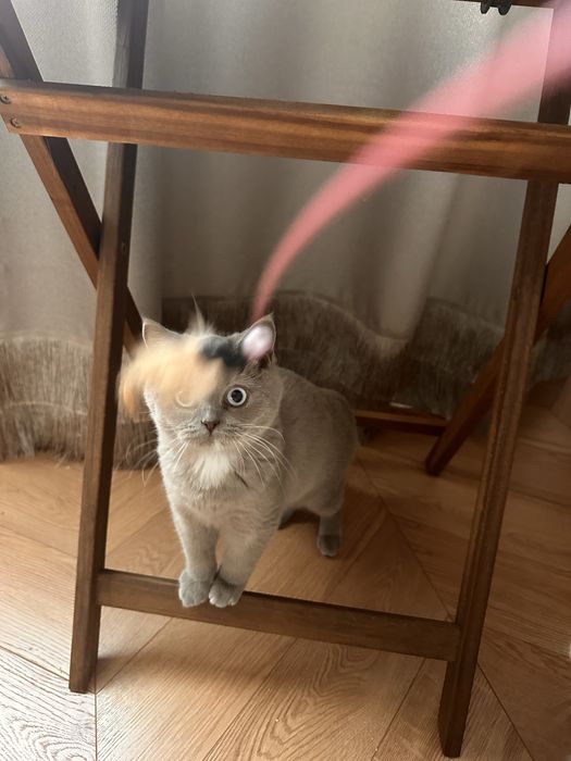 Котятa британские для вас!