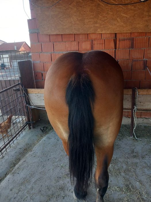 Vând două manze gestante