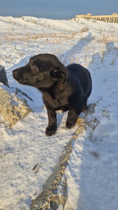 Щенки в добрые руки