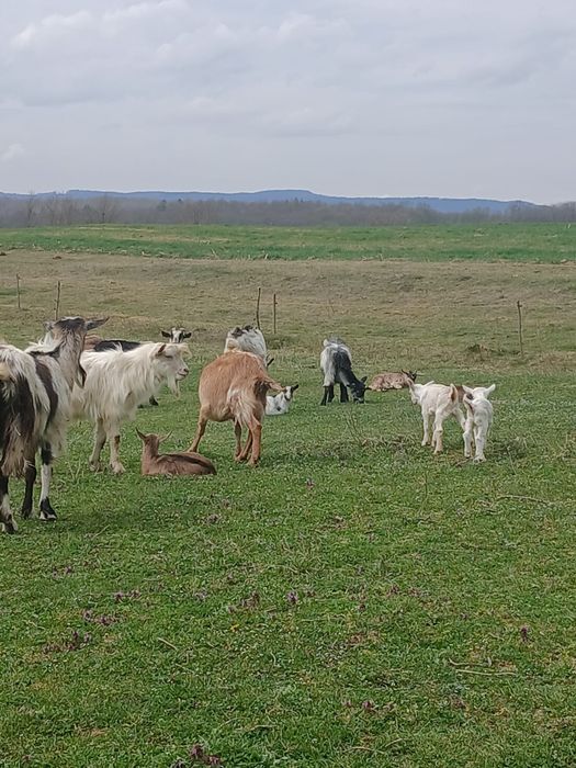 Vând sau schimb cu o vacă