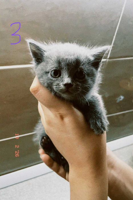 котята порадистый