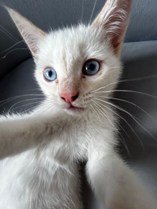 отдаем котенка Моти в добрые руки