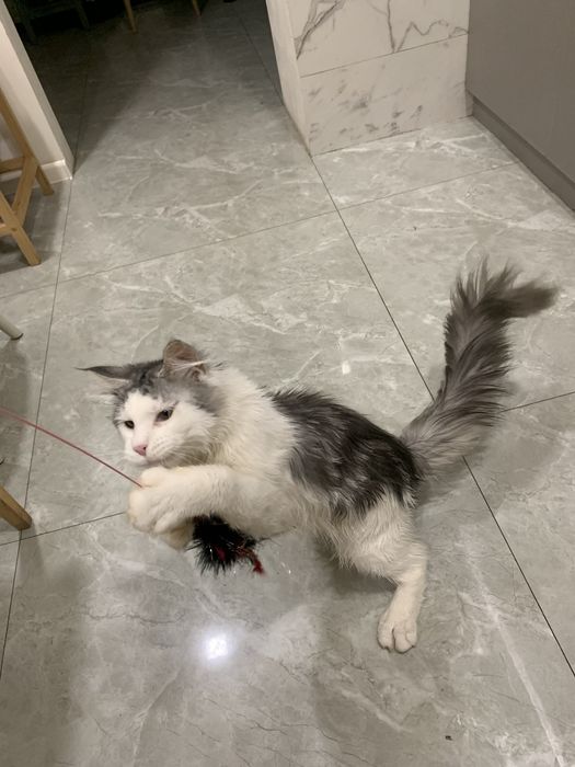 Мальчик мейнкун с родословной