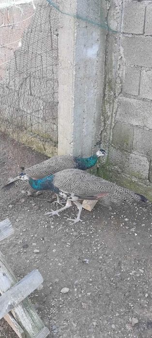 Мъжки индийски пауни на 7 месеца