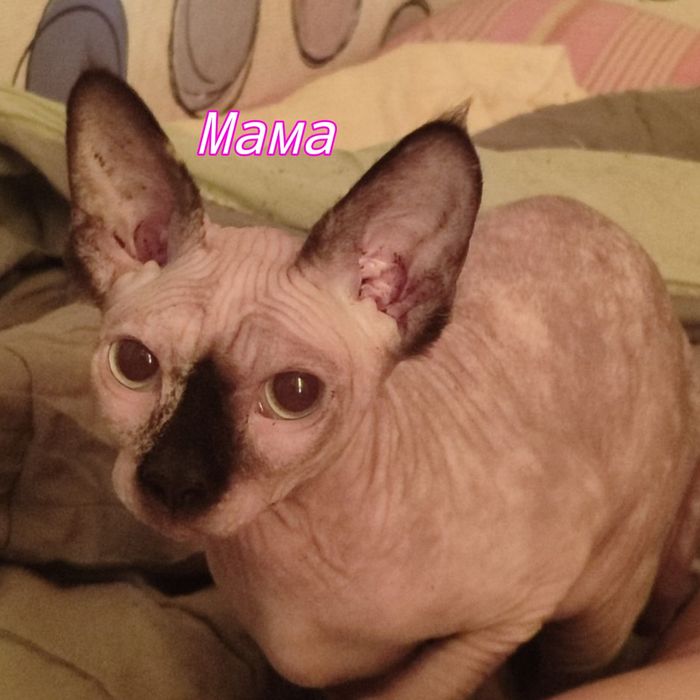 Бронирование котят сфинксов