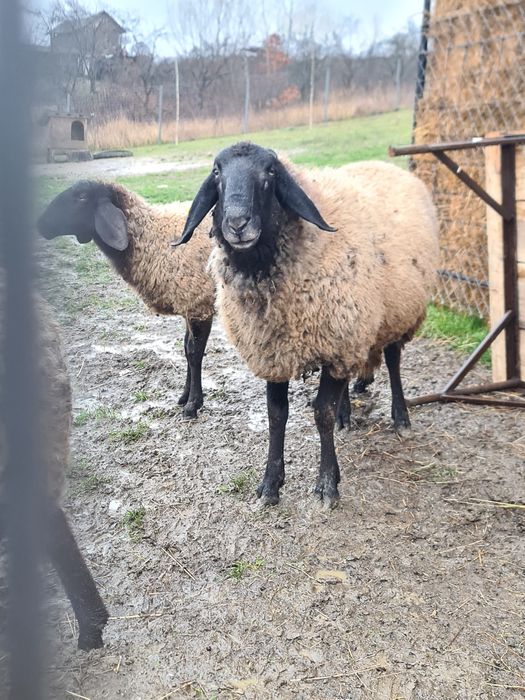 Vând berbec carabaș pentru rudă