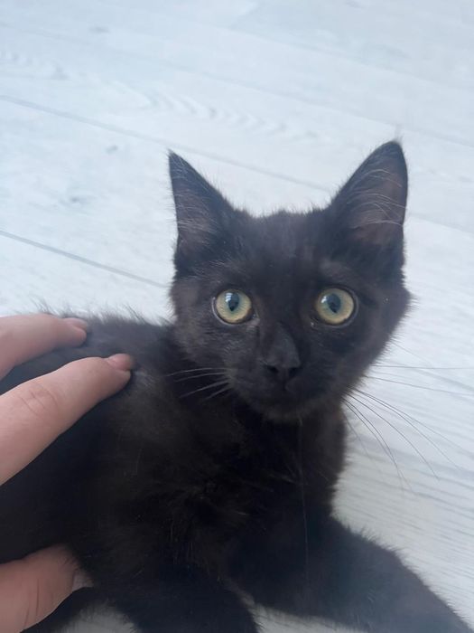 Отдам даром котенка