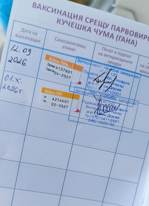 Померан, померанче