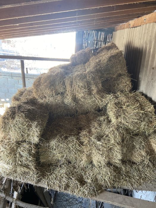 Сено люцерна жонышка