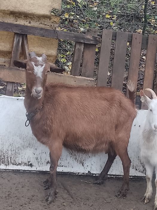 Capra alpina franceza