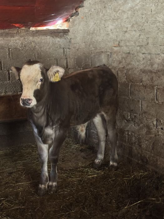 De vanzare vaca cu vitel in varsta de 7 ani