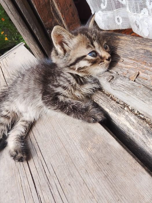 Отдам котят даром