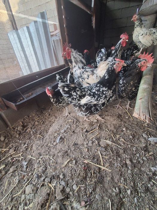 Австролорп мраморный 500тг