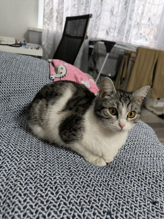 Кошечка в добрые руки