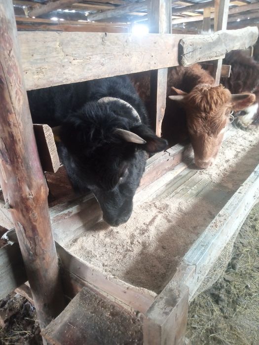 Продам тёлочек хорошие