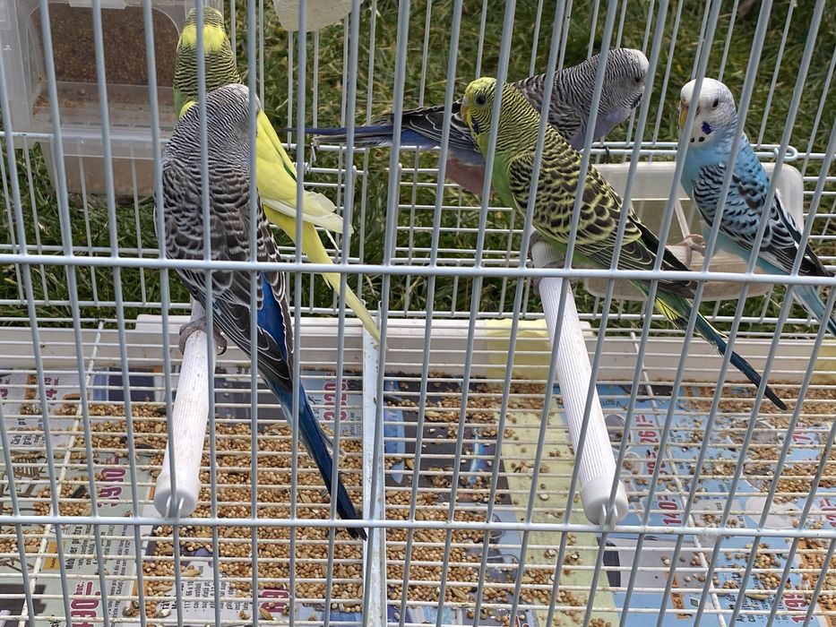 Vând Papagali Peruși diferite culori