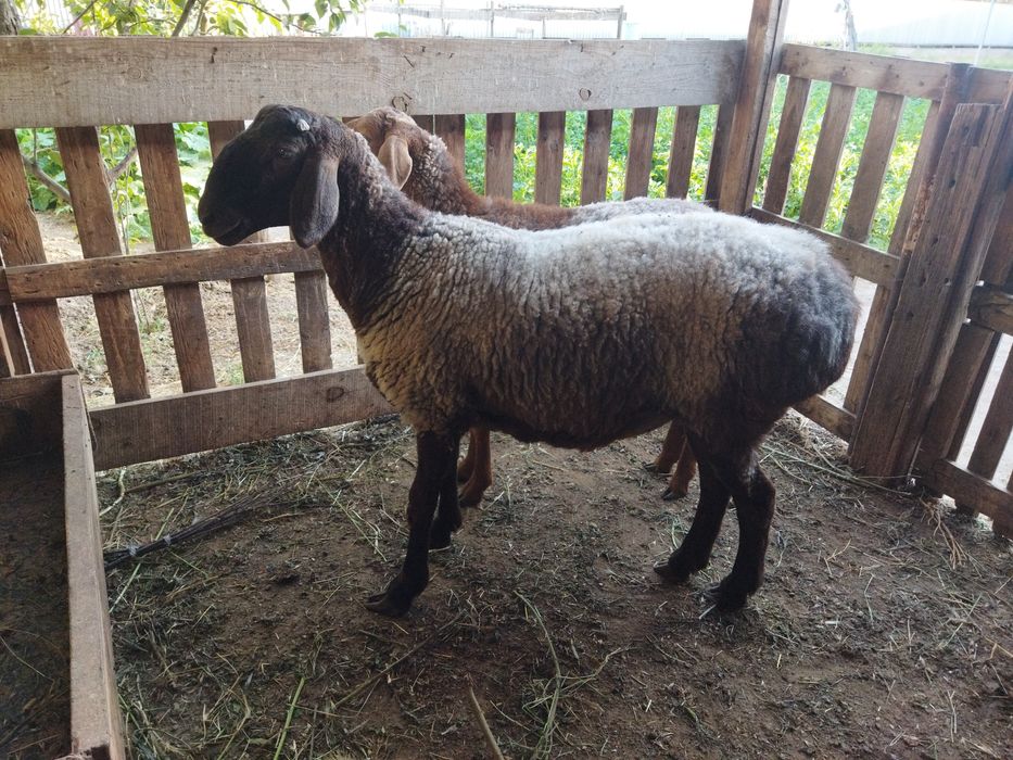 Семіз қойлар сатылады