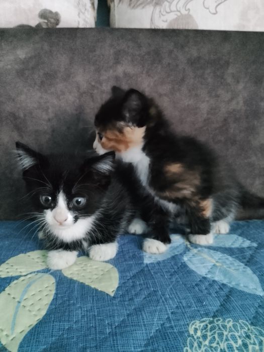 Продам домашних котят