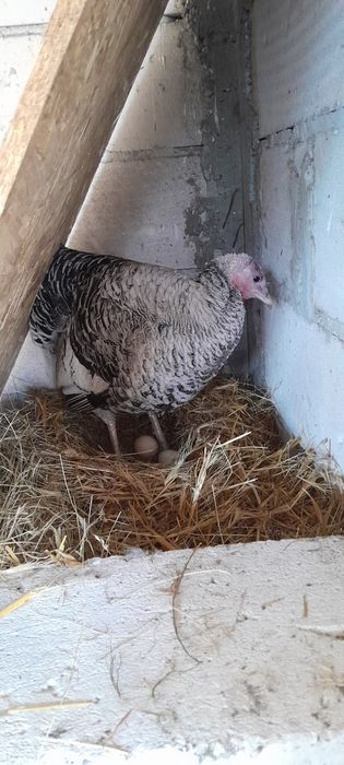 Disponibile ptr incubat 20 oua gâsca chinezească + 5 oua curcă