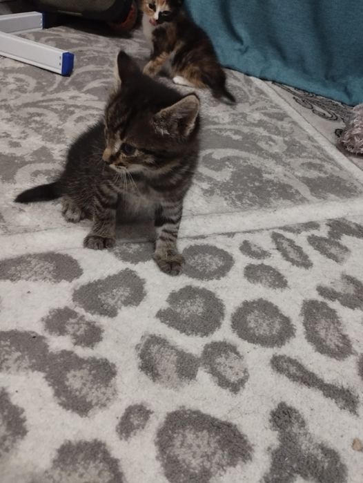 Отдам котят в добрые руки