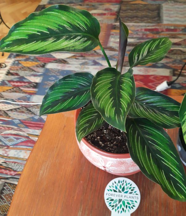 Flori tropicale Calathea, Ctenante si Maranta cu colorit deosebit.
