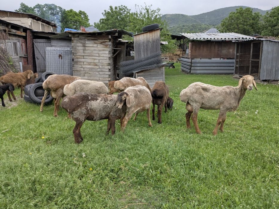 Арашан матки с ягнятами