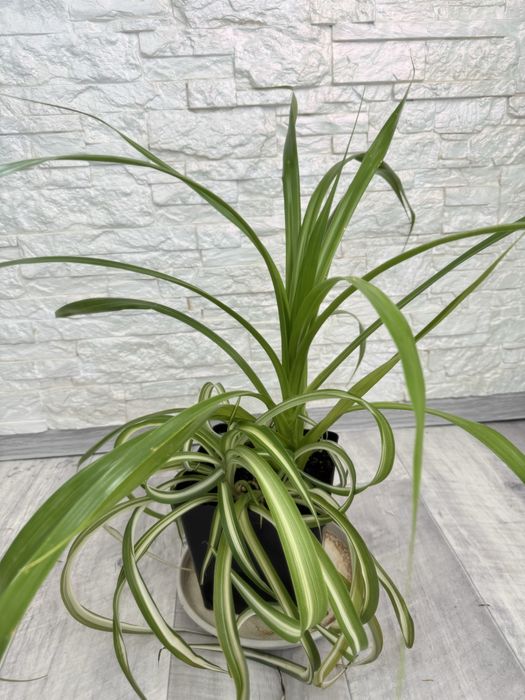 Пандаус хлорофитум комнатная мята