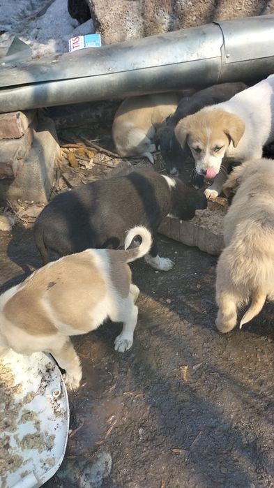 Маленькие щенки ищут дом