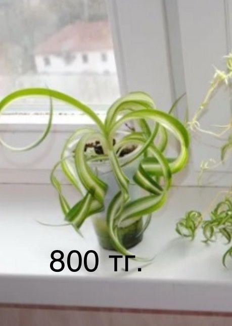 хлорофитум кудрявый Бонни