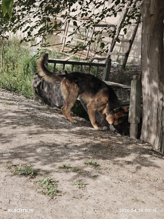 Продается Немецкая Афчарка