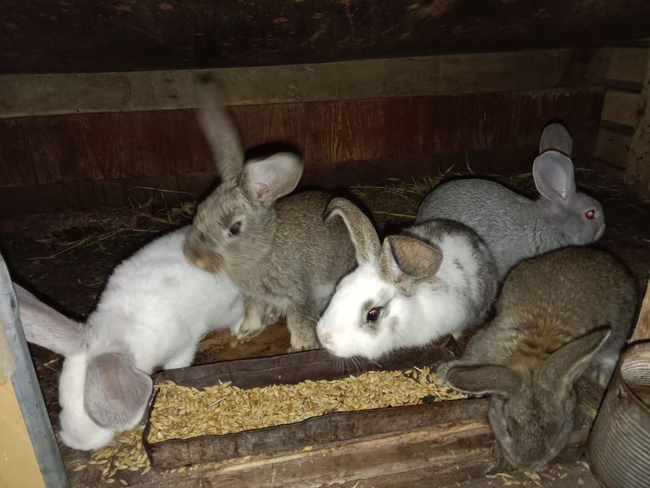 Кролики рекс и фландер
