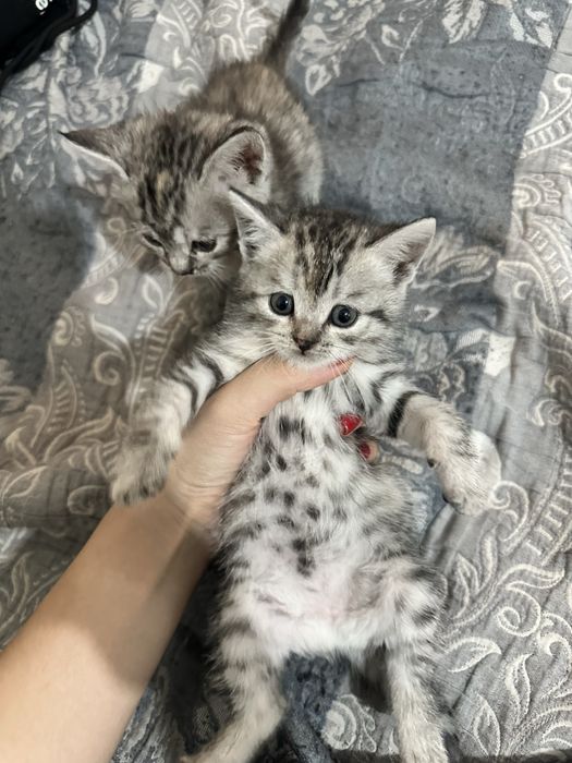 Шотланские котята