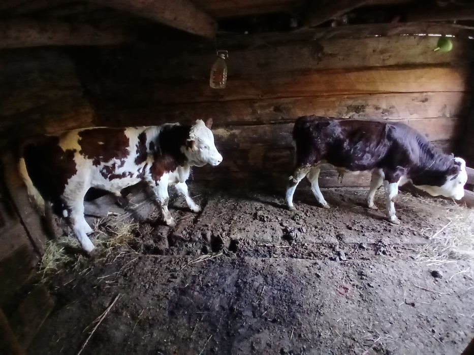 Vând viței  de rasa
