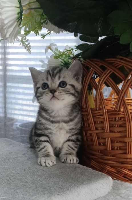 British silver tabby