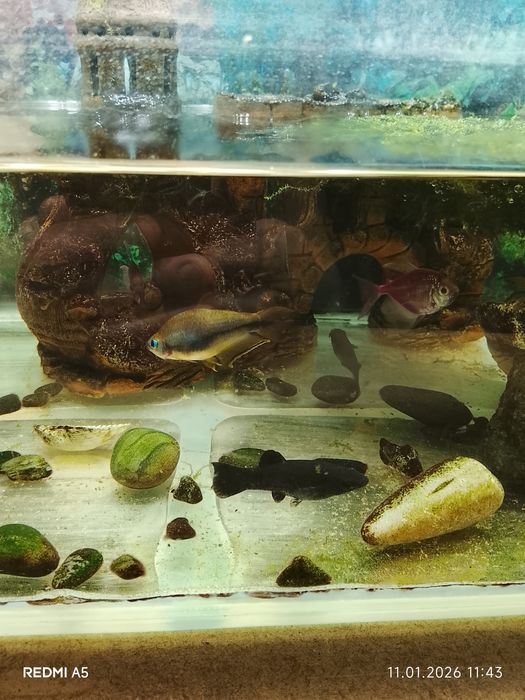 Продам аквариум с рыбками