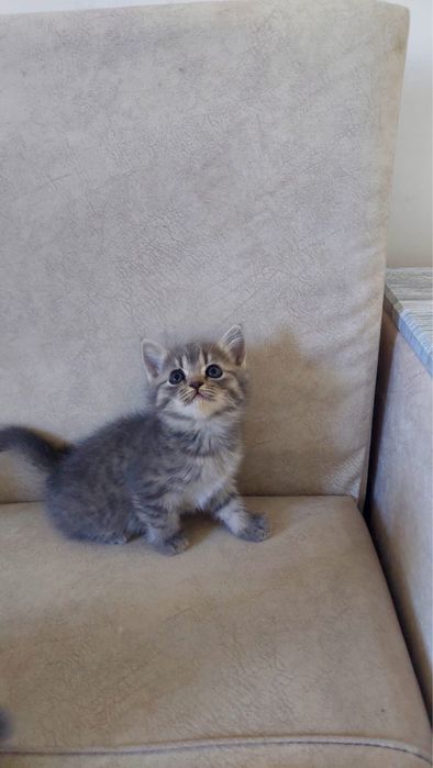 Марғаулар сүйкімді