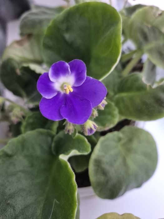 Фиалки. Молодые розетки. Ф