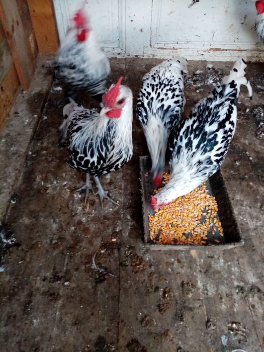 Vând cocoși Hamburg